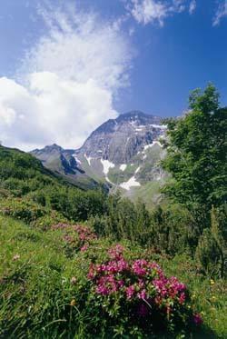 Gaestehaus Danler Neustift im Stubaital Exteriör bild